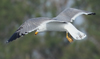 Larus armenicus